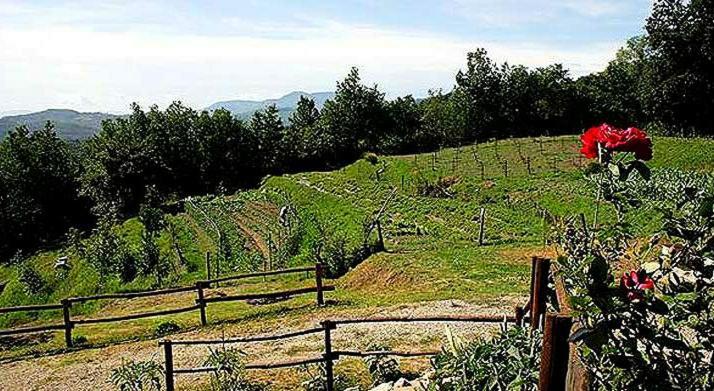 Agriturismo Paneolio Villa Collemandina Luaran gambar
