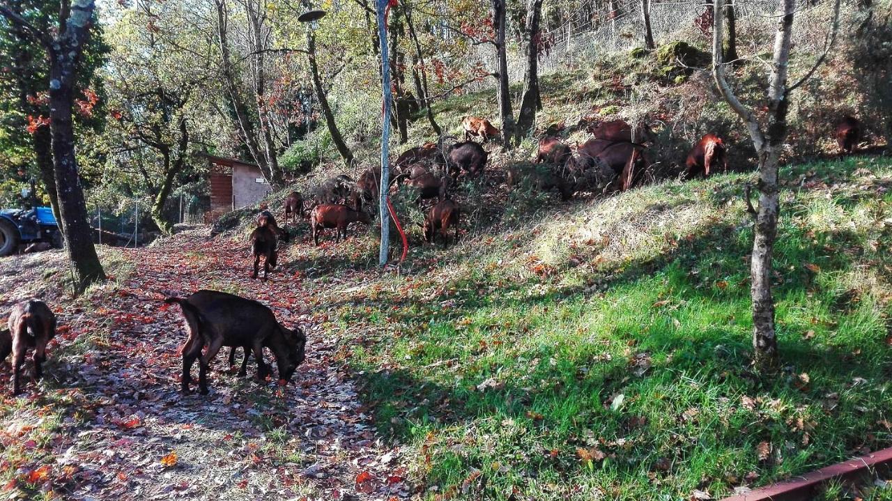Agriturismo Paneolio Villa Collemandina Luaran gambar